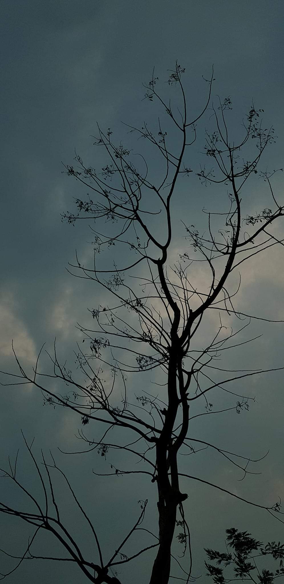 A dramatic silhouette of a tree against a dark sky, photographed by Anika