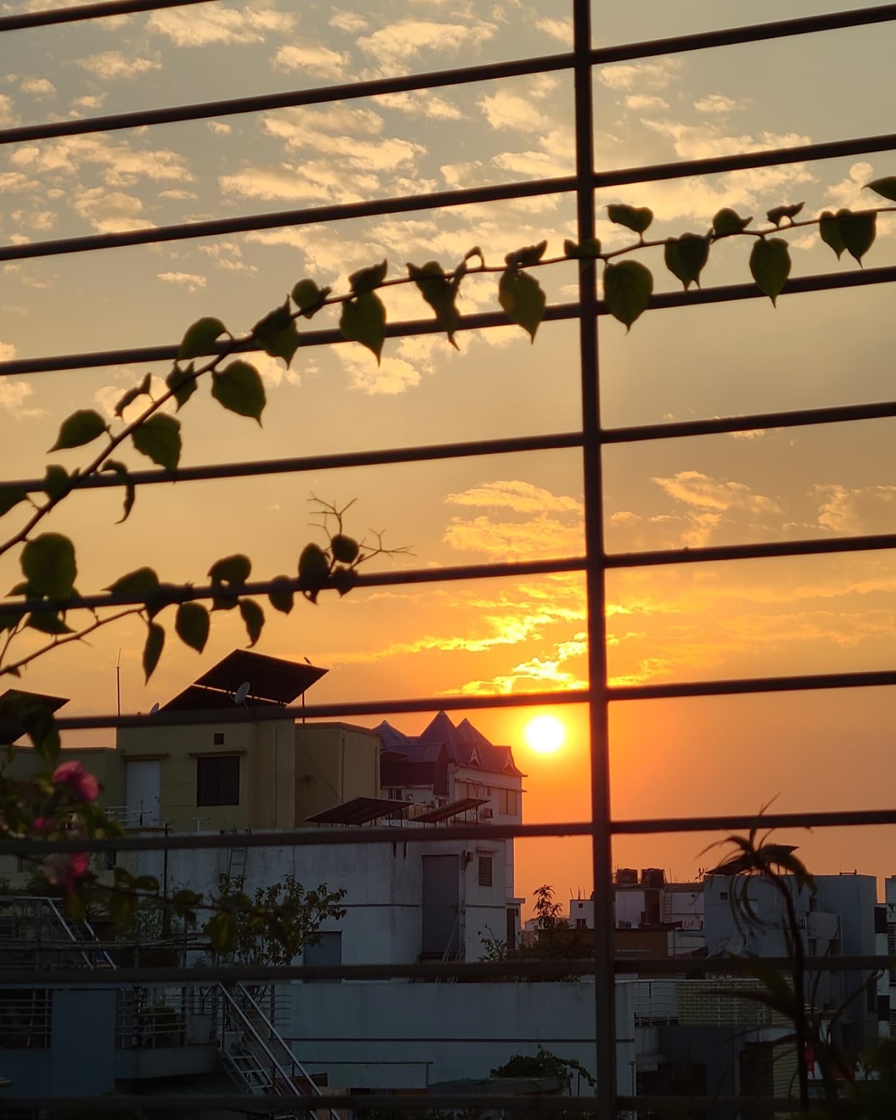 A golden sunset seen through a balcony garden, photographed by Anika