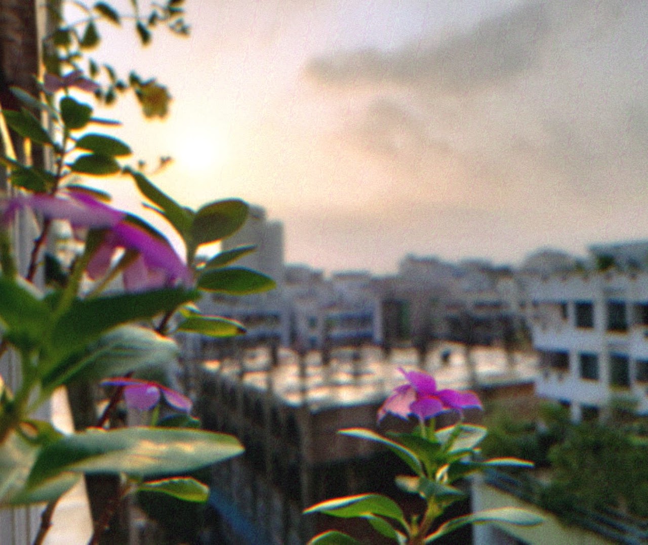 Pink flowers overlooking Dhaka, photographed by Anika